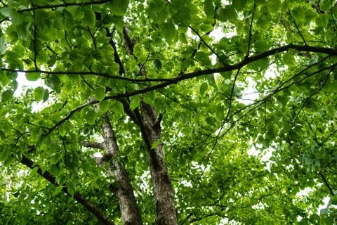 Tree with light shinging through in a park Stock Photos