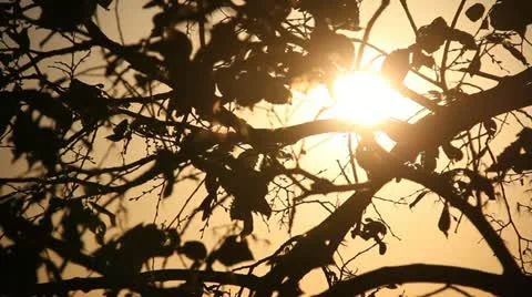 Tree light slider Stock Footage 12027759