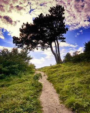 Tree at the lighthouse on the island Hiddensee with dramatic clouds. Germany Stock Photos