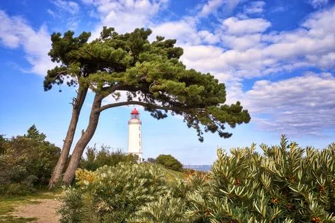 Tree at the lighthouse on the island Hiddensee. Stock Photos