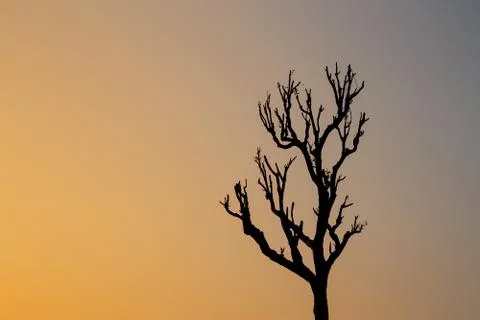 Tree lighting at the end of the day. Stock Photos