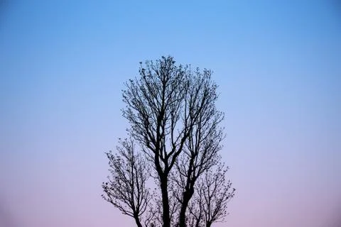 Tree lighting at the end of the day. Foto stock