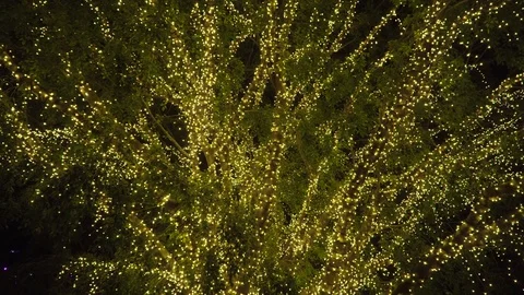 Tree of lights Stock-Footage 94184919