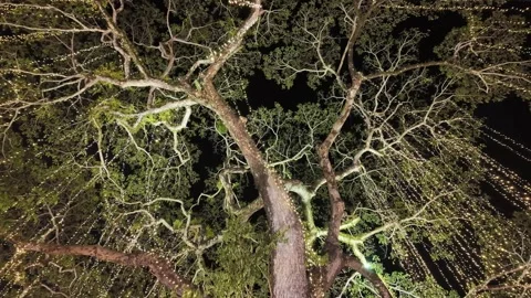 A tree with lights hanging from it Видео 325767880