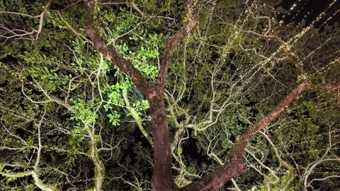 A tree with lights on it Видео 317257877
