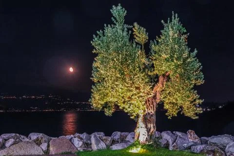 A tree with lights on it is lit up at night on Garda lake in Italy Stock Photos