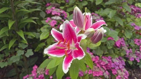 Tree lily 'Pink Explosion' in flower Stock Footage 281578415
