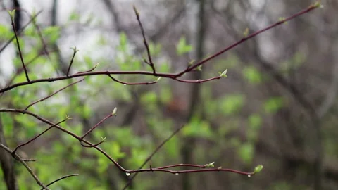 Tree Limb Coming into Focus Video stock 200785116