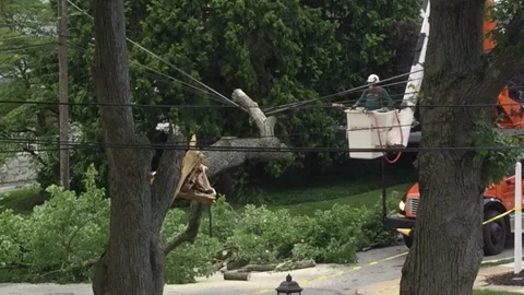 Tree Limb Falls from Power Line Stock Footage 131993034