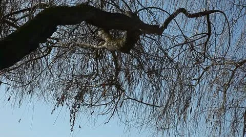 Tree limb over lake Video stock 10704395