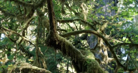 Tree Limb Rack Focus - Redwoods Stock Footage 256044647