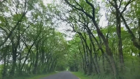 Tree limb tunnel Video stock 318557373