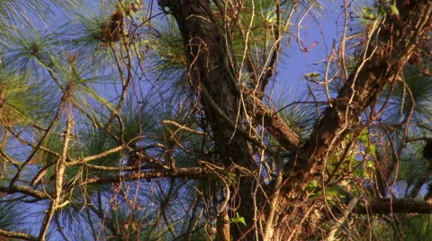 Tree limbs blowing in the breeze. Stock Footage 42857685