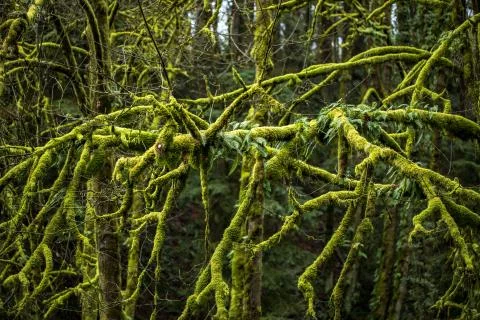 Tree limbs covered in thick green moss. Stock Photos