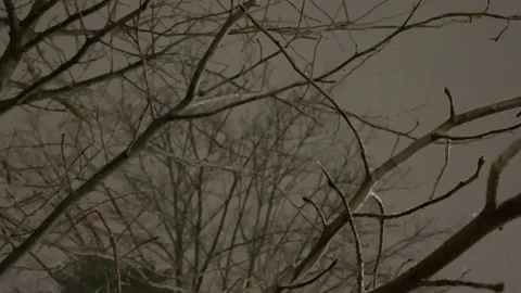 Tree Limbs as the Snow Falls Stock Footage 148127363