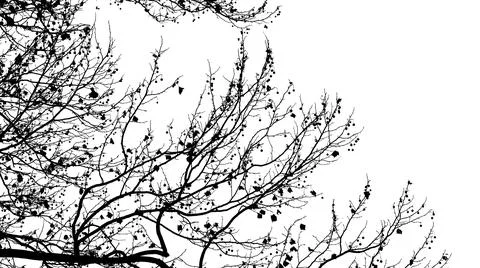 Tree Limbs w Balls Stock Photos
