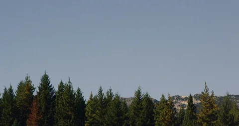 Tree line 2 Stock Footage 126416341