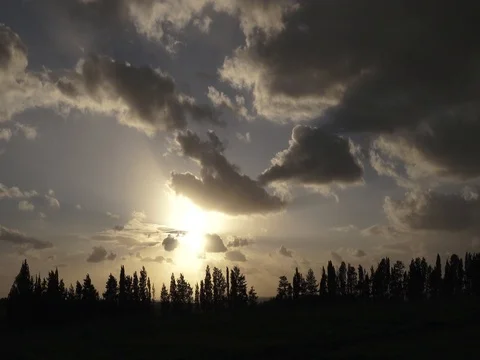 Tree Line Afternoon Fixed Shot 1080 25 NO AUDIO Stock Footage 84805011