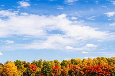 Tree Line Blue Sky Stock Photos