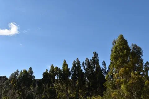 Tree Line In Blue Sky With Single Cloud Stock Photos