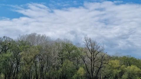 Tree line with early spring foliage under cloudy sky Stock Photos