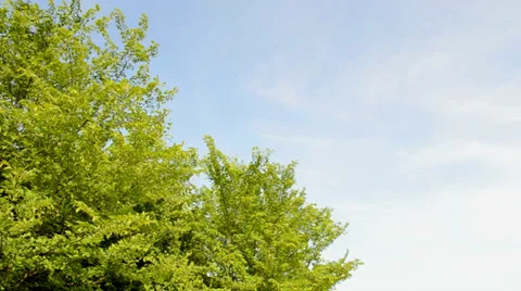 Tree line Stock Footage 37736959