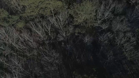Tree Line Stock Footage 127541120