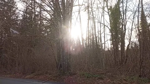 Tree line Vidéo 156271724