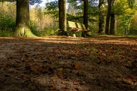 Tree line foothpath with vanishing point Stock Photos