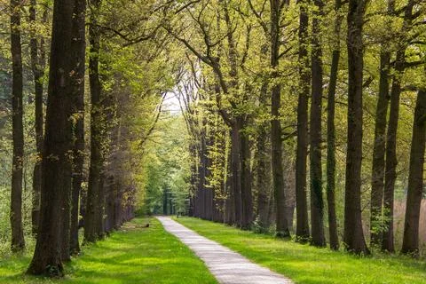 Tree line foothpath with vanishing point Foto stock