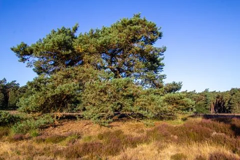 Tree line foothpath with vanishing point Stock Photos