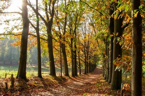 Tree line foothpath with vanishing point Stock Photos