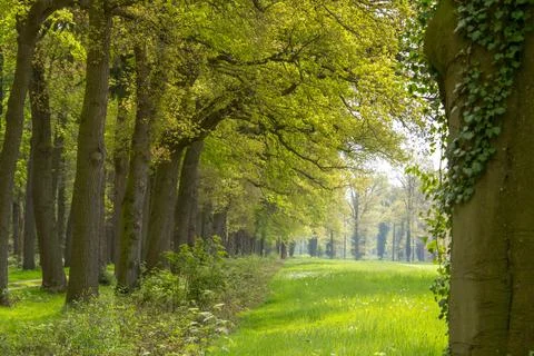 Tree line foothpath with vanishing point Stock Photos