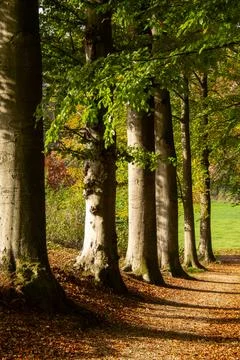 Tree line foothpath with vanishing point Stock Photos