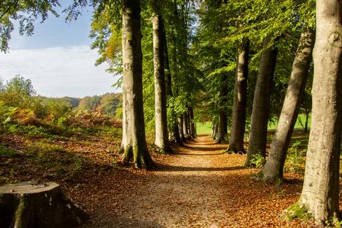 Tree line foothpath with vanishing point Stock Photos