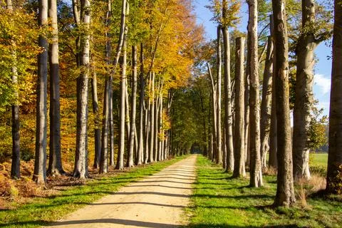 Tree line foothpath with vanishing point Stock Photos