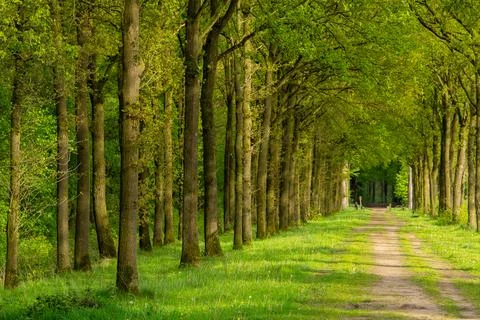 Tree line foothpath with vanishing point Stock Photos