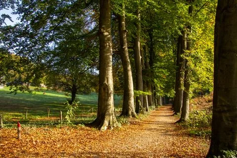 Tree line foothpath with vanishing point Stock Photos