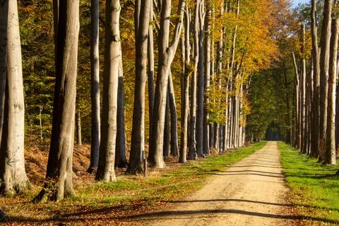 Tree line foothpath with vanishing point Stock Photos