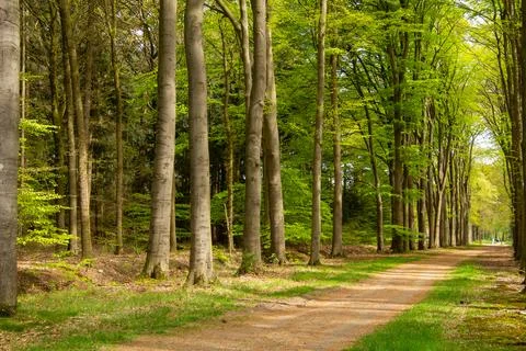Tree line foothpath with vanishing point Stock Photos