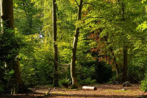 Tree line foothpath with vanishing point Stock Photos