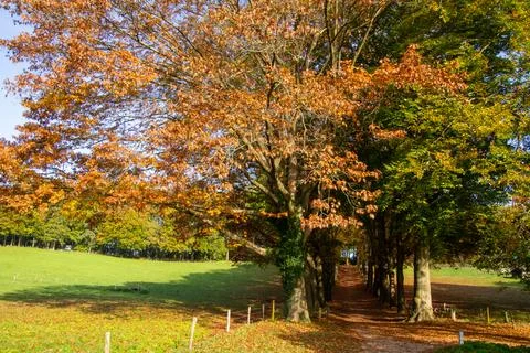 Tree line foothpath with vanishing point Foto stock