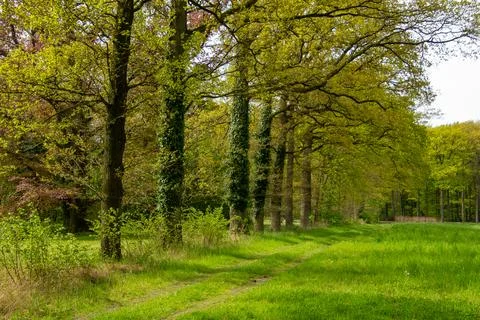 Tree line foothpath with vanishing point Stock Photos