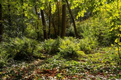 Tree line foothpath with vanishing point Stock Photos