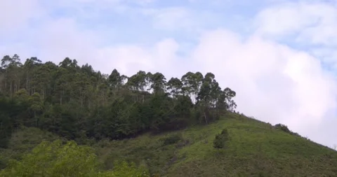 Tree line of a forest area on a slope of a hill with blue sky 스톡 동영상 242488525