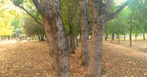 Tree line in the forest Stock Footage 124385787