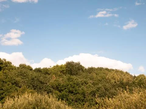 Tree line green background with blue sky and clouds Stock Photos