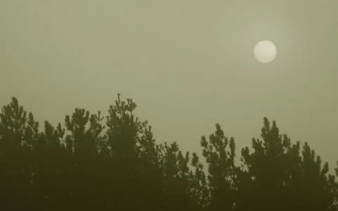 Tree line hazy sun Foto stock