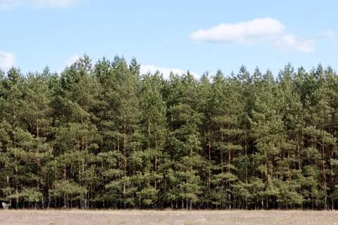 Tree Line at Meadow Stock Photos
