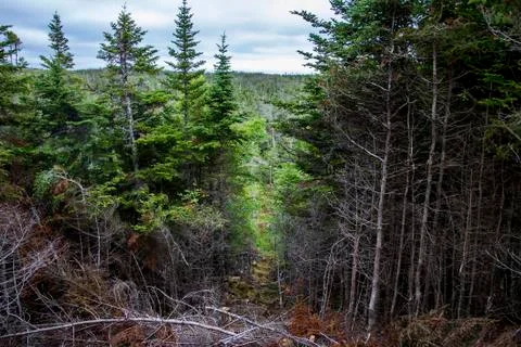Tree line in Newfoundland Stock Photos